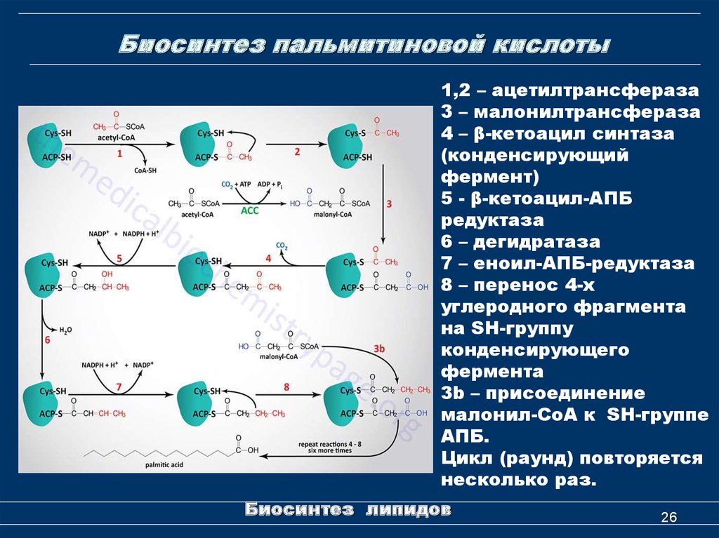 Синтез по другому. Первый цикл синтеза пальмитиновой кислоты. Синтез пальмитиновой кислоты из лейцина. Биосинтез пальмитиновой кислоты. Биосинтез стеариновой кислоты.