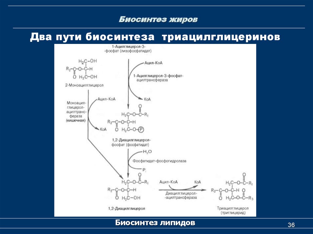 Синтез белка синтез липидов. Биосинтез триацилглицеринов биохимия. Биосинтез триацилглицеролов схема. Схема синтеза триацилглицеролов. Синтез триацилглицеринов и фосфолипидов.
