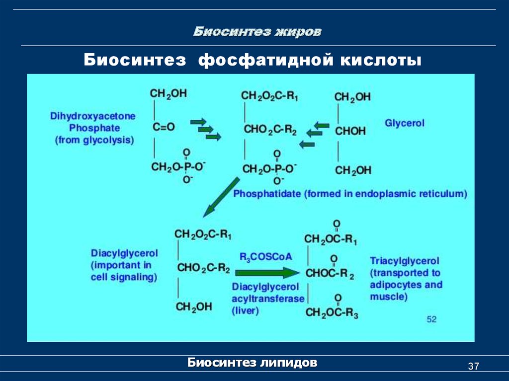 Синтез жиров происходит. Биосинтез жиров. Биосинтез фосфатидной кислоты. Биосинтез липидов. Биосинтез липидов биохимия.