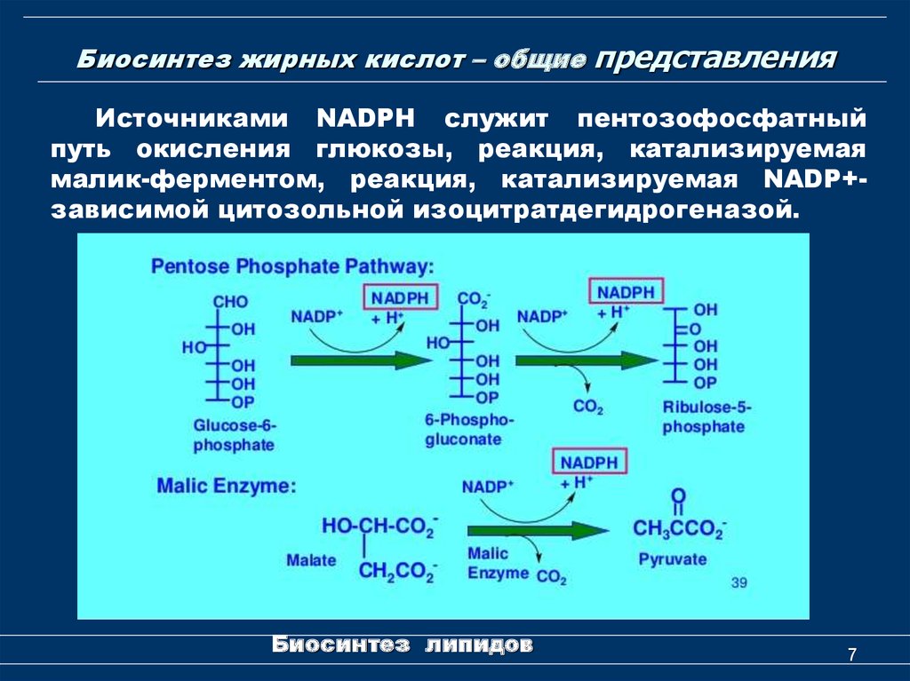 Реакция синтеза жиров. Биосинтез высших жирных кислот 2 этап. Синтез жирных кислот последовательность реакций. Цикл реакций биосинтеза высших жирных кислот. Коферменты ОВР биосинтеза жирных кислот.