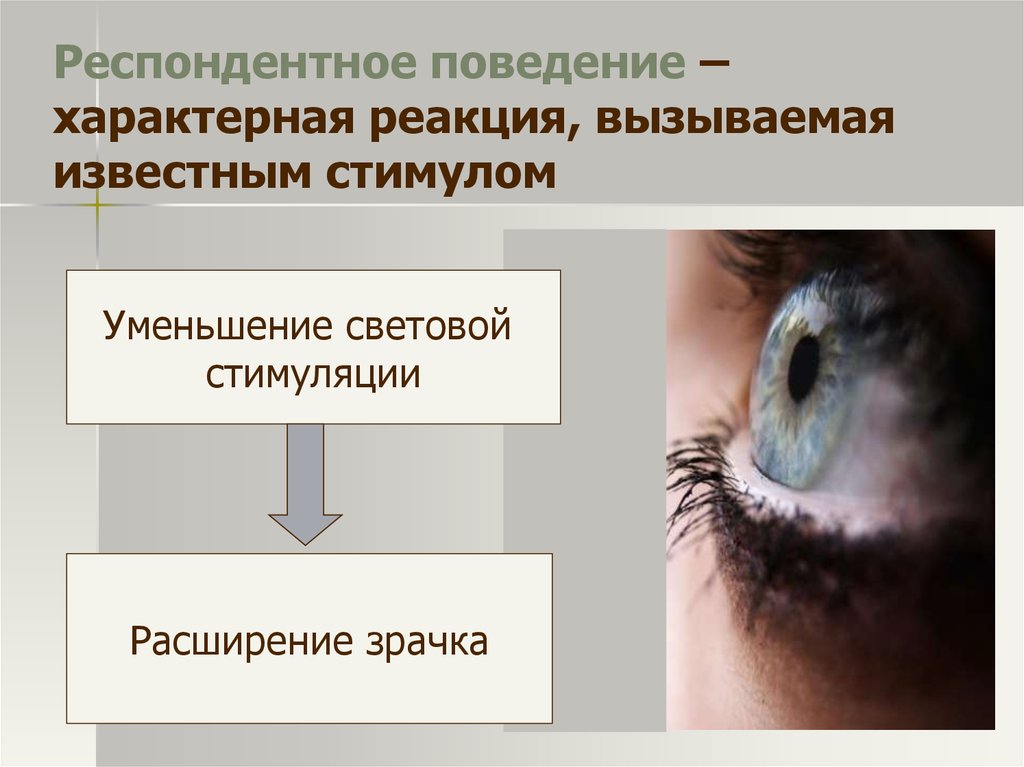 Поведение свойственно. Респондентное поведение. Респондентное поведение примеры. Респондентное и оперантное поведение. Респондентное научение.