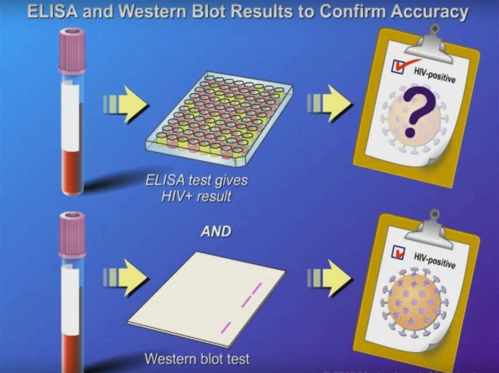 Иммуноферментный анализ тест. Elisa Test. Elisa тест. Elisa HIV. Вестерн Блот.