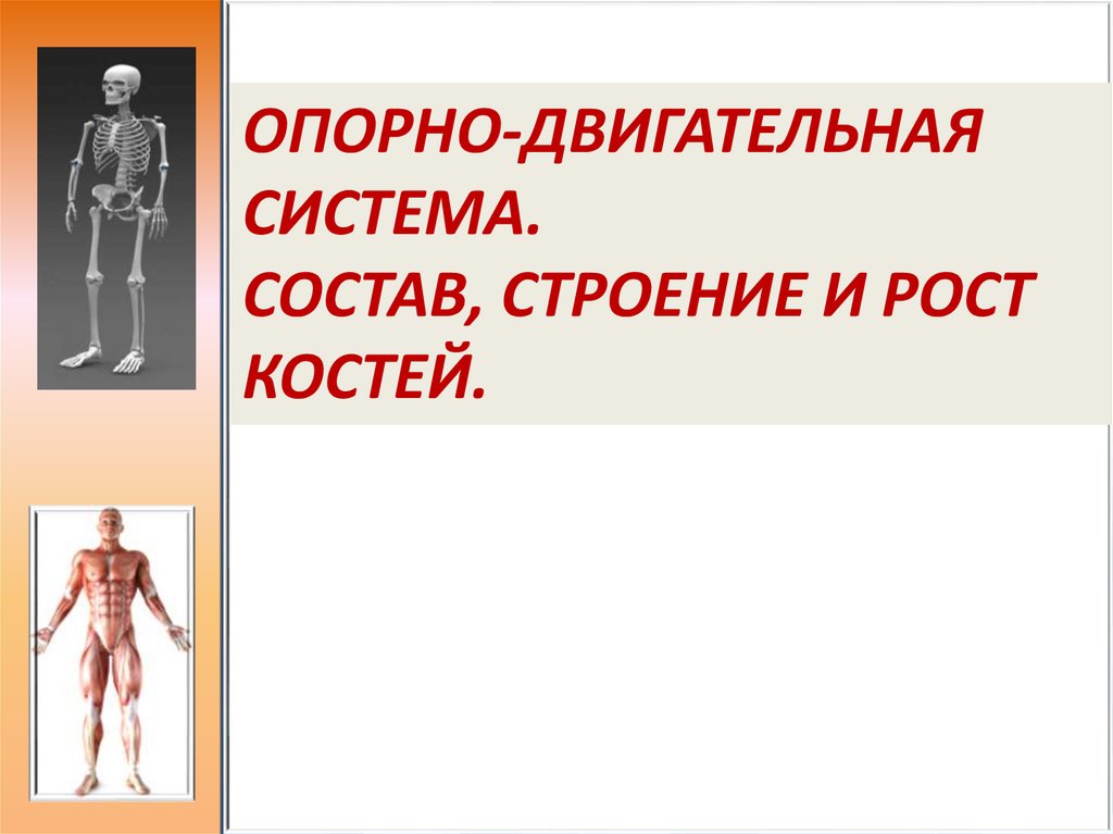 Опорно двигательная система 4 класс окружающий мир. Опорно двигательная система строение и рост костей. Опорно двигательная система состав строение и рост костей. Опорно-двигательная система человека 3 класс. Опорно-двигательная система человека 4 класс окружающий мир.