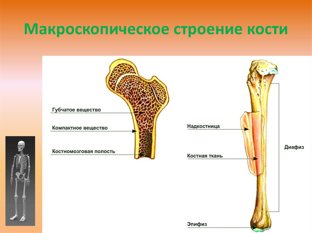 Костномозговая полость компактное вещество надкостница губчатое. Послойное строение трубчатой кости. Губчатая и трубчатая кость строение. Строение трубчатой кости рисунок биология. Внутреннее строение трубчатой кости человека.