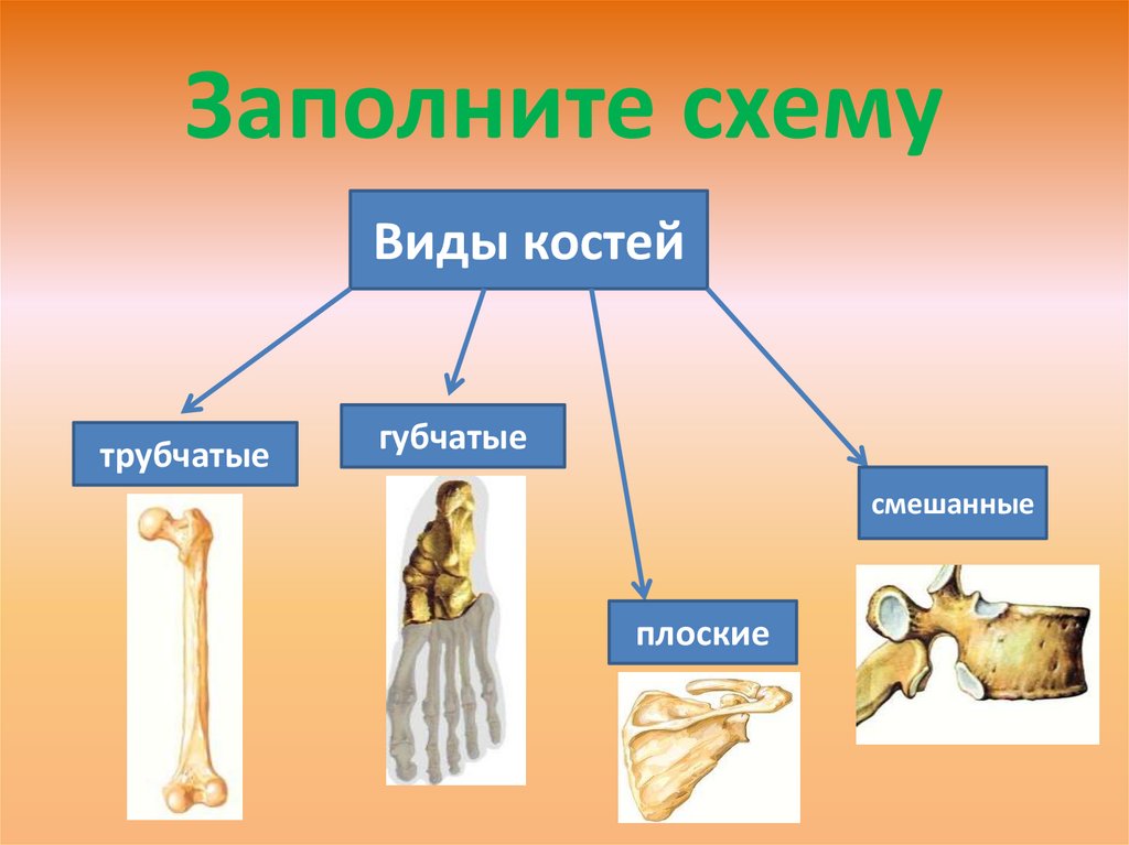 Трубчатые кости таблица