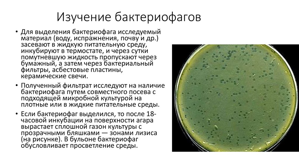 Изучение бактериофагов