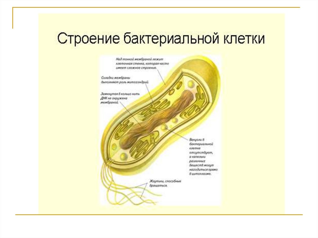 Мембрана бактерий. Строение цитоплазматической мембраны бактериальной. Строение бактериальной клетки мезосомы. Мезосомы бактерий строение. Мезосомы в прокариотической клетке.