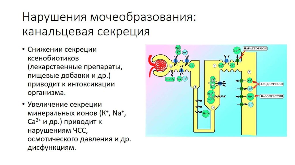 Нарушения мочеобразования: канальцевая секреция