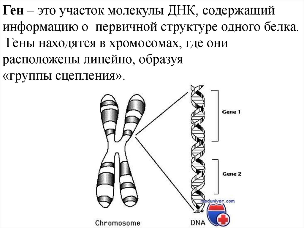 Ген определение. Ген это участок молекулы ДНК. Ген участок хромосомы. Гены это в биологии. Ген это участок ДНК содержащий информацию о.