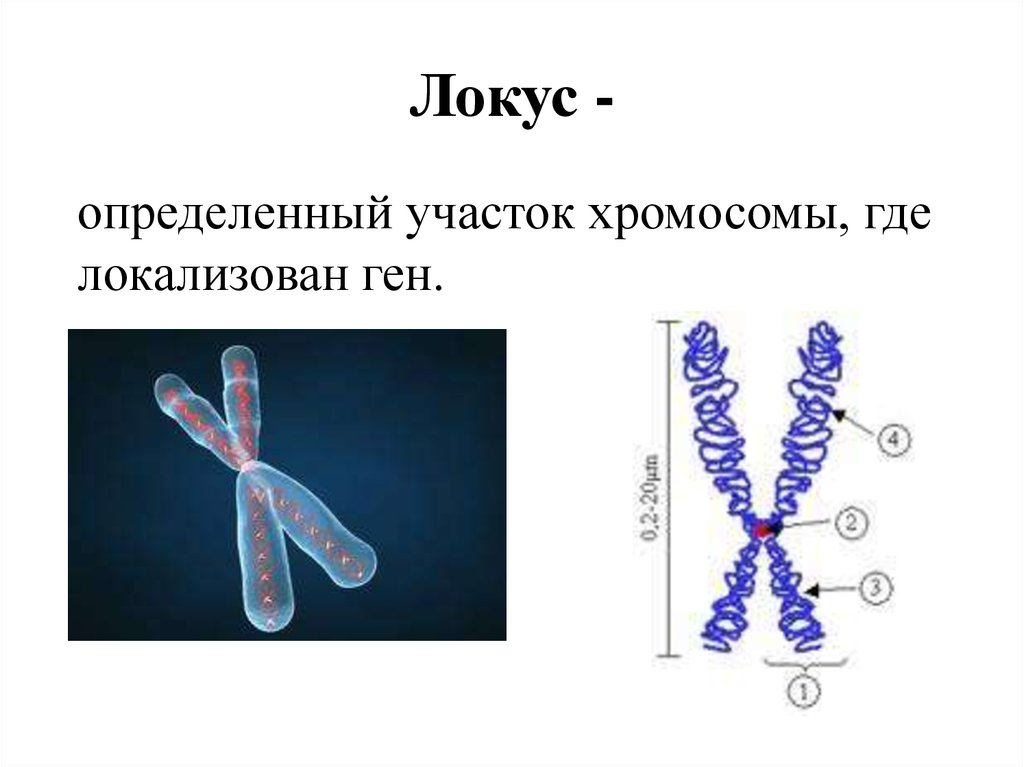 Местоположение гена в хромосоме. Локус Гена и хромосома. Локус хромосомы аллели. Строение хромосомы Локус. Строение хромосомы ген Локус.