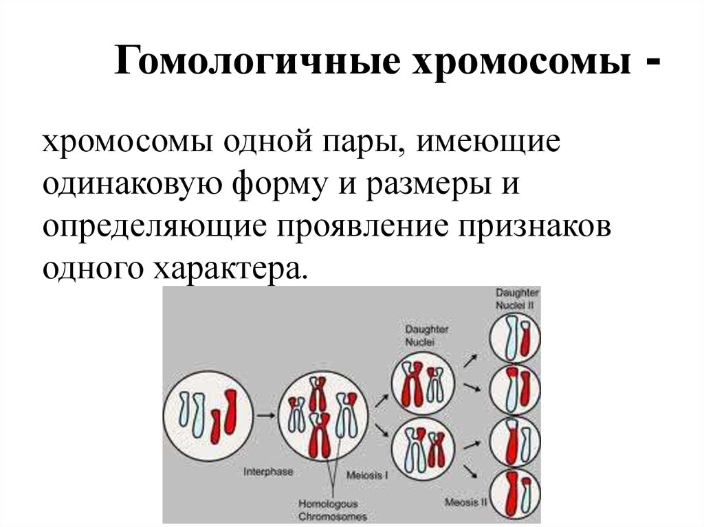 Назовите число хромосом. Гомологичные и негомологичные хромосомы. Гомологичные хромосомы набор хромосом. Гомологичеые хромоммы. Биологичные хромосомы.