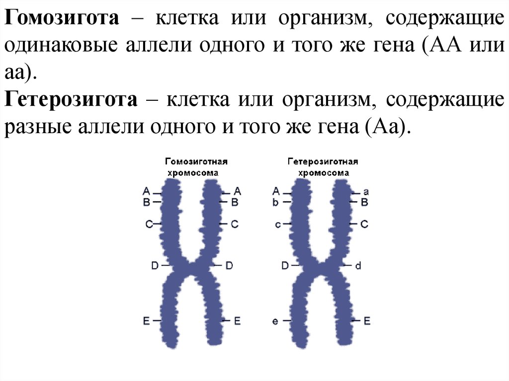 Организм содержащий одинаковые аллельные гены. Аллели генов. Гетерозиготные хромосомы. Гомозигота. Гомозиготные пример.