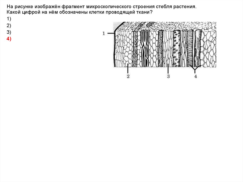 На рисунке изображена проводящая ткань