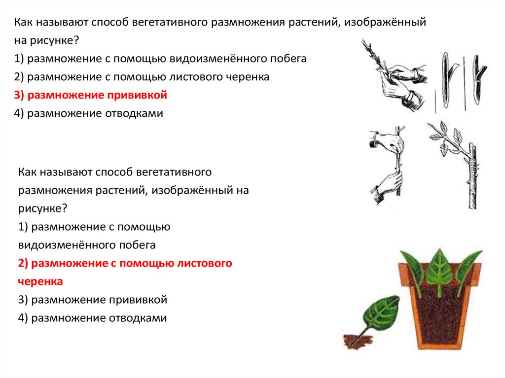 Вегетативное размножение растений тест 6 класс биология. Способ вегетативного размножения растений название растения. Как называется способ вегетативного размножения растений. 1 Способ вегетативного размножения растений рисунок. Как называют такой способ вегетативного размножения растений.