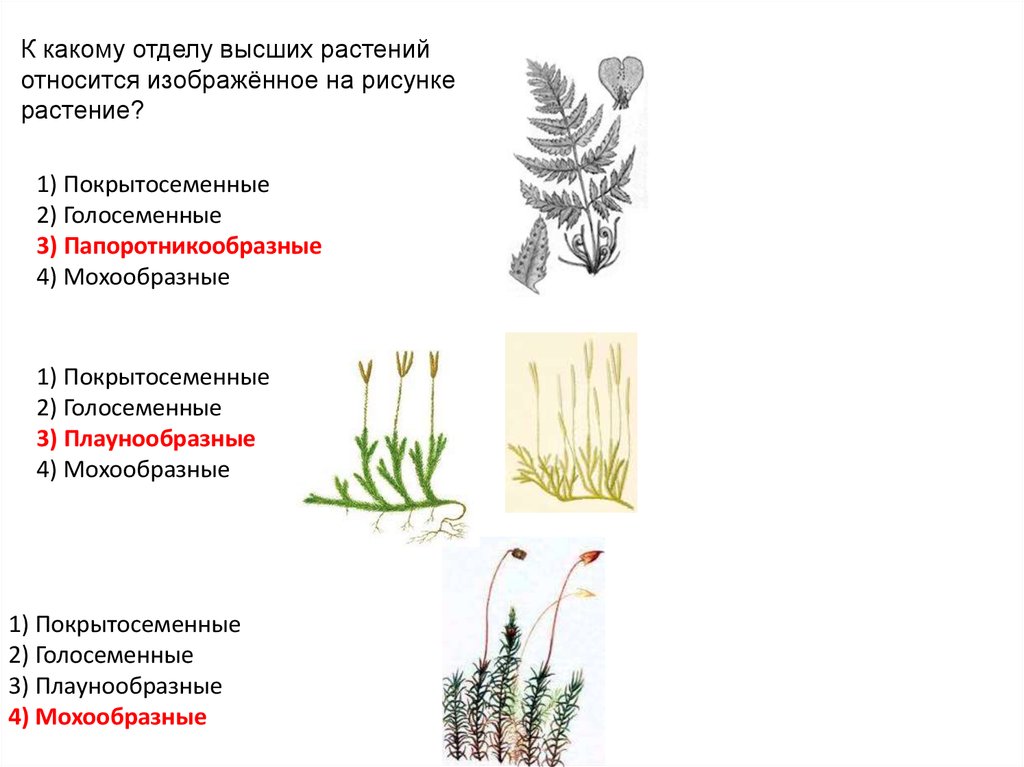 Какие отделы растений показаны на рисунке