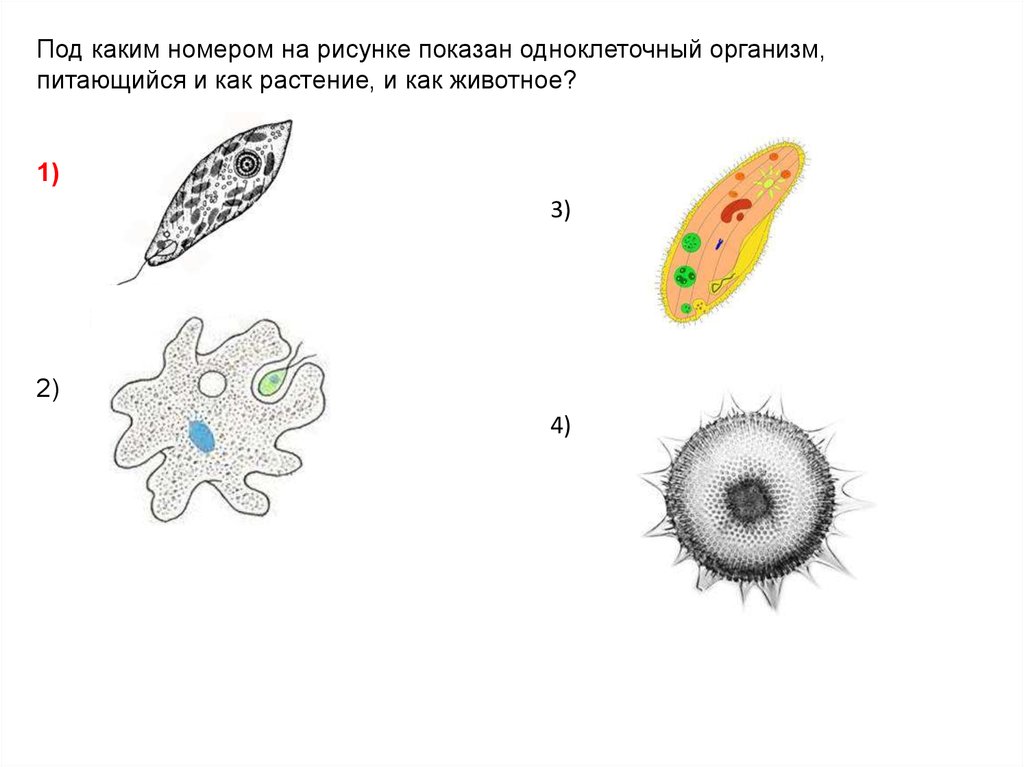 Простейшие огэ биология. Одноклеточные организмы. Одноклеточных животных. Рисунок одноклеточного организма. Простейшие организмы.