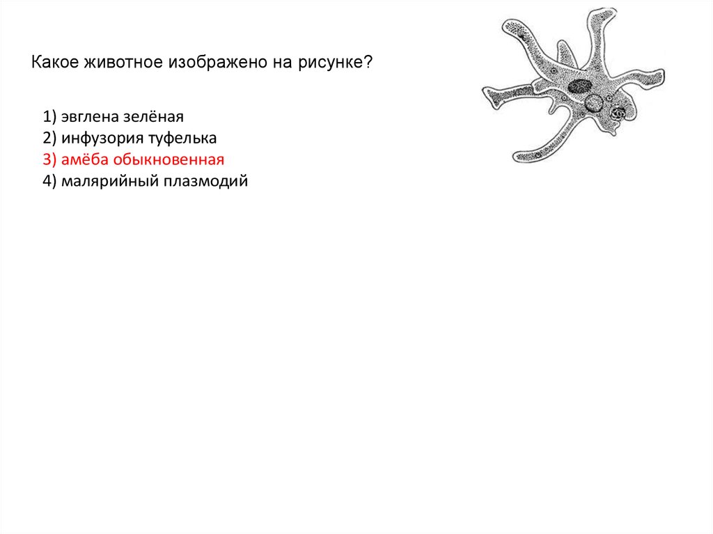 На рисунке изображены связи животного. Малярийный плазмодий и амеба обыкновенная. Амёба обыкновенная форма размножения. Амебы, инфузории, малярийный плазмодий. Рассмотри рисунок какое животное на нем изображено амёба.