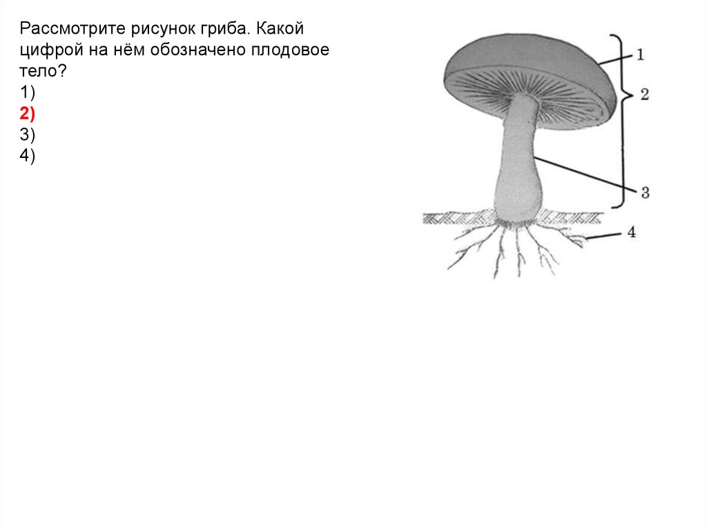 Экспериментатор поместил кусочек плодового тела. Плодовое тело гриба. Строение гриба рисунок. Плодовое тело гриба рисунок. Рассмотрите плодовое тело гриба.