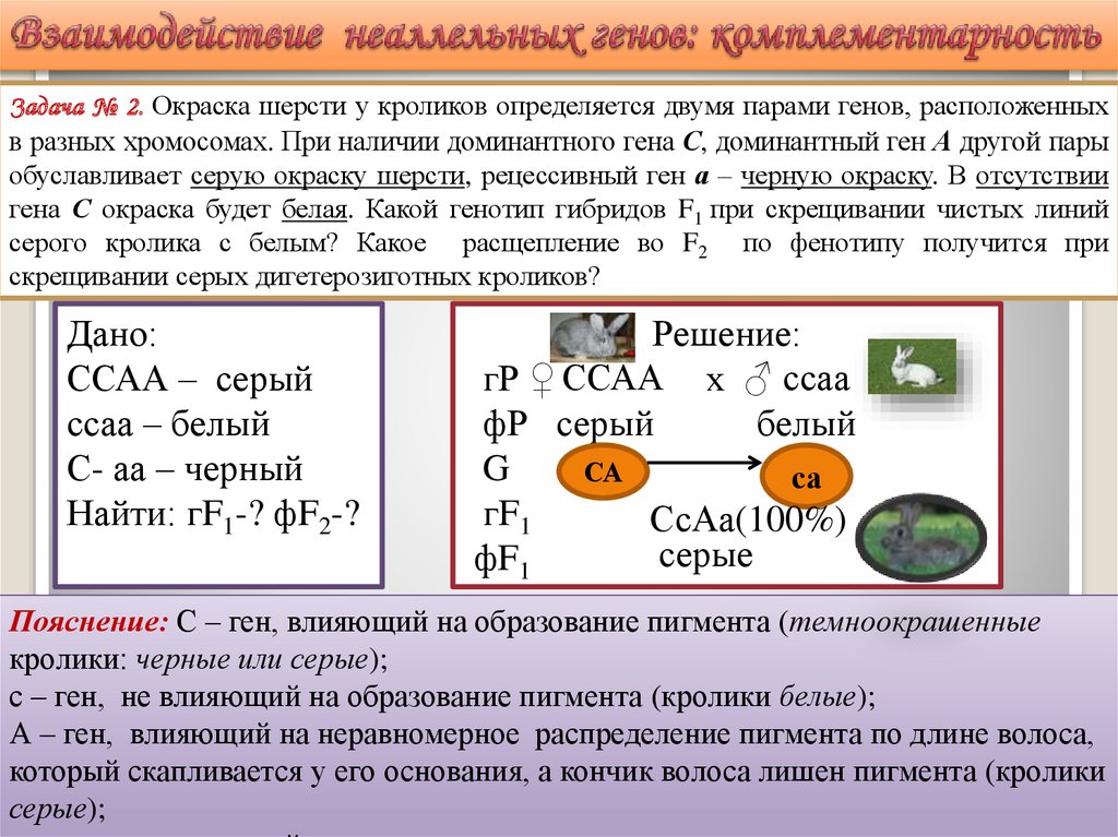 Генотип самца кролика с мохнатой шерстью. Задачи на неаллельные гены. Взаимодействие неаллельных генов задачи. Задачи на взаимодействие генов. Задачи на взаимодействие неаллельных генов с решением.