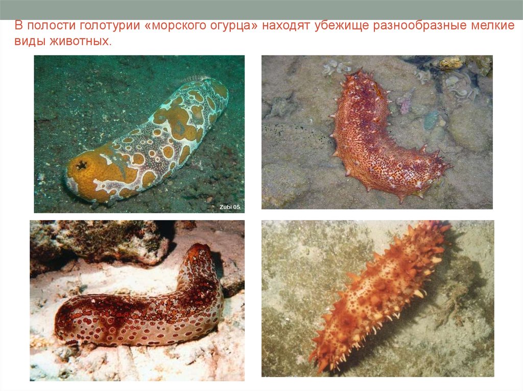 Комменсализм - презентация онлайн