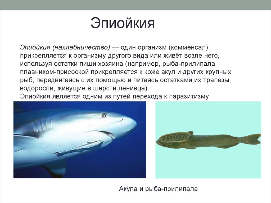 Комменсализм акула и рыба прилипала