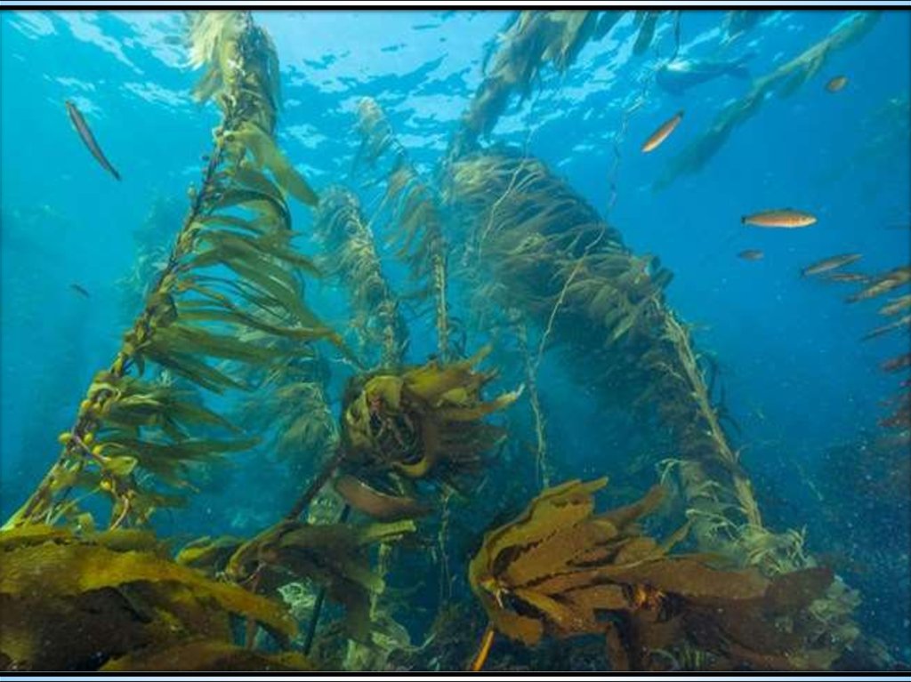 Крупная бурая водоросль. Бурая водоросль (Macrocystis pyrifera),. Макроцистис. Бурые водоросли фото. Бурые водоросли ундария.