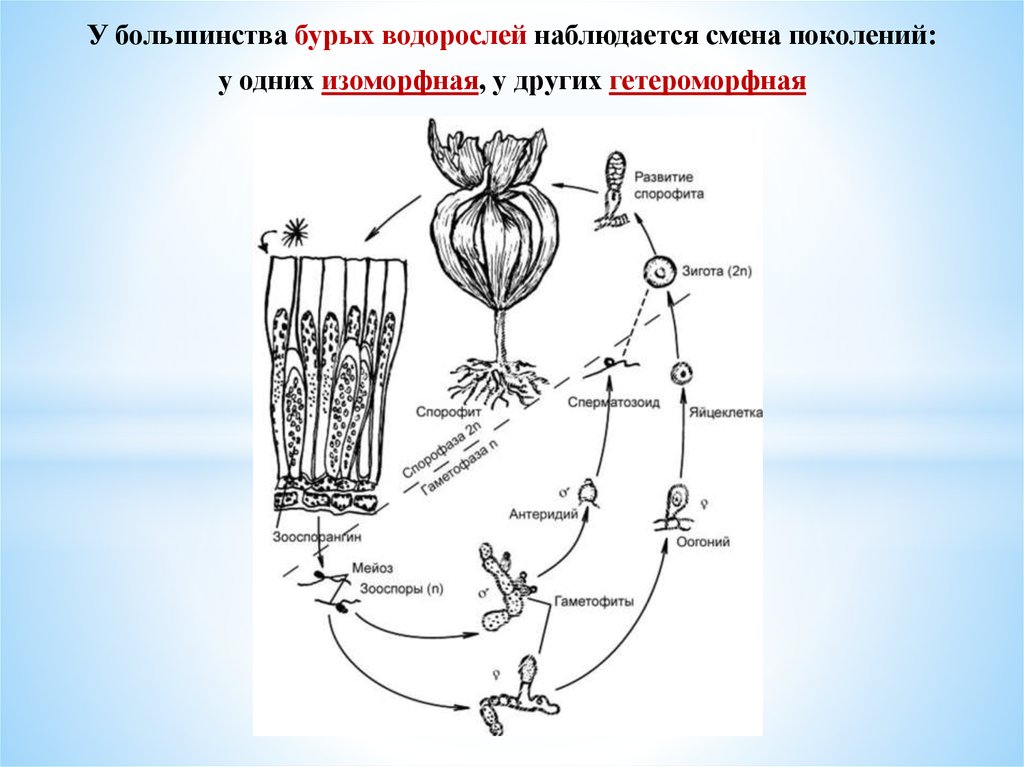 Функция бурых водорослей. Изоморфная смена поколений у ламинария. Смена поколений бурых водорослей. Цикл развития бурых водорослей. Изоморфный жизненный цикл водорослей.