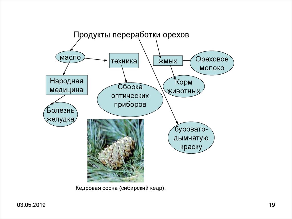 Вторая жизнь дерева презентация