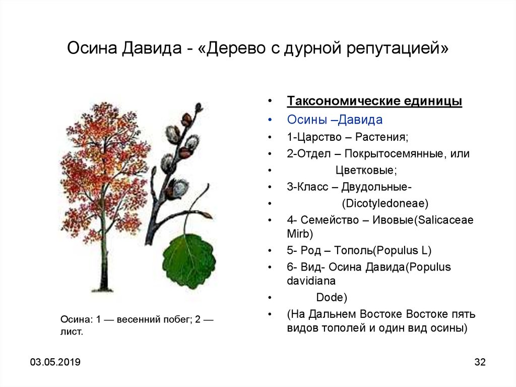 К какому классу вероятнее всего относят растение жизненная форма которого показана на рисунке дерево