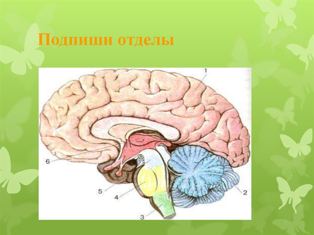 Подпишите отделы головного мозга. Отделы головного мозга. Презентации по отделам мозга. Тайны головного мозга. Зеленый мозг.