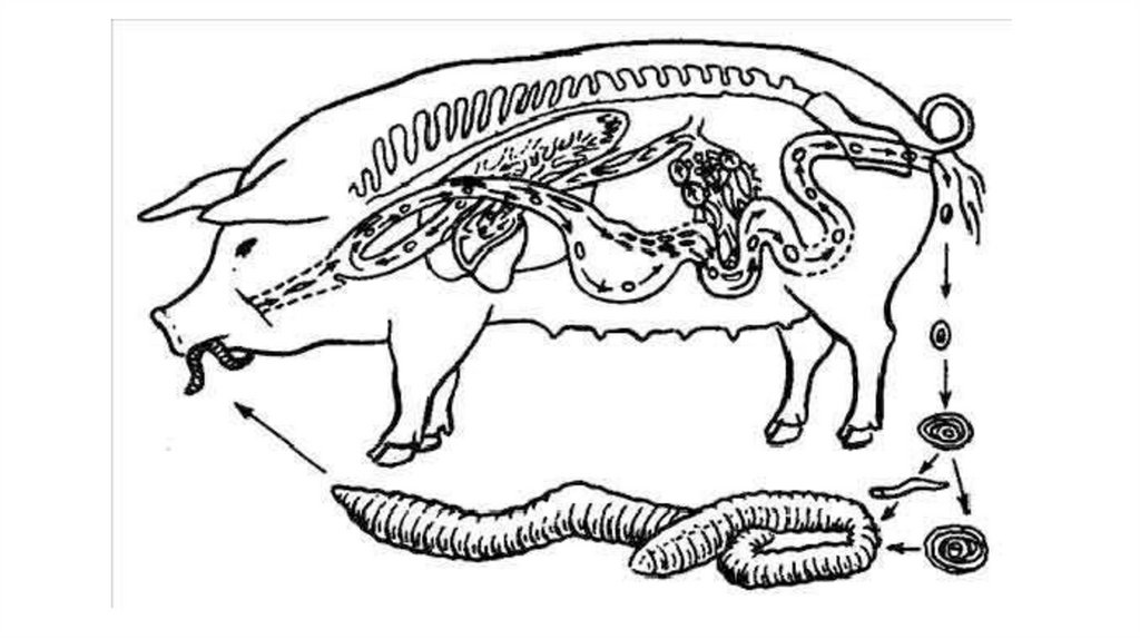 Как давать глист поросятам. Аскаридоз свиней больные свиньи. Цикл развития свиной аскариды. Аскаридоз свиней биология развития.
