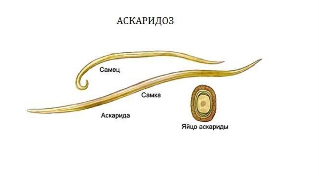 К какому типу животных относят аскариду. Аскаридоз возбудитель рисунок. Внешний вид самки и самца аскариды. Внешнее строение аскариды человеческой. Аскарида человеческая самка строение.