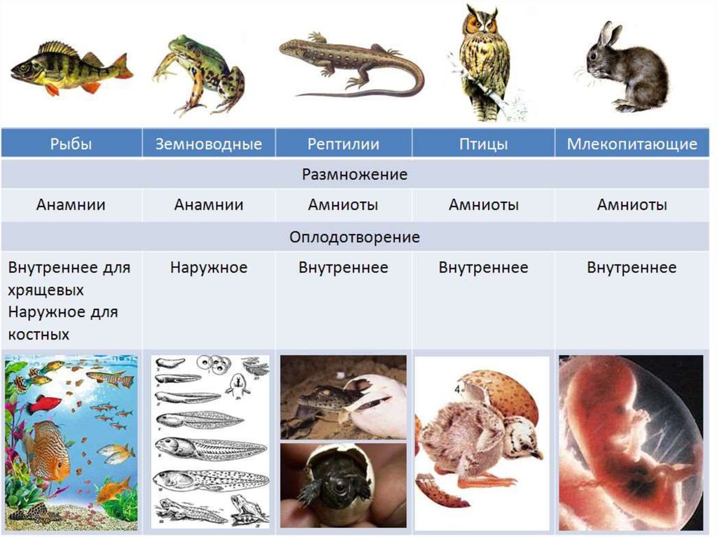 Таблица амфибии и рептилии