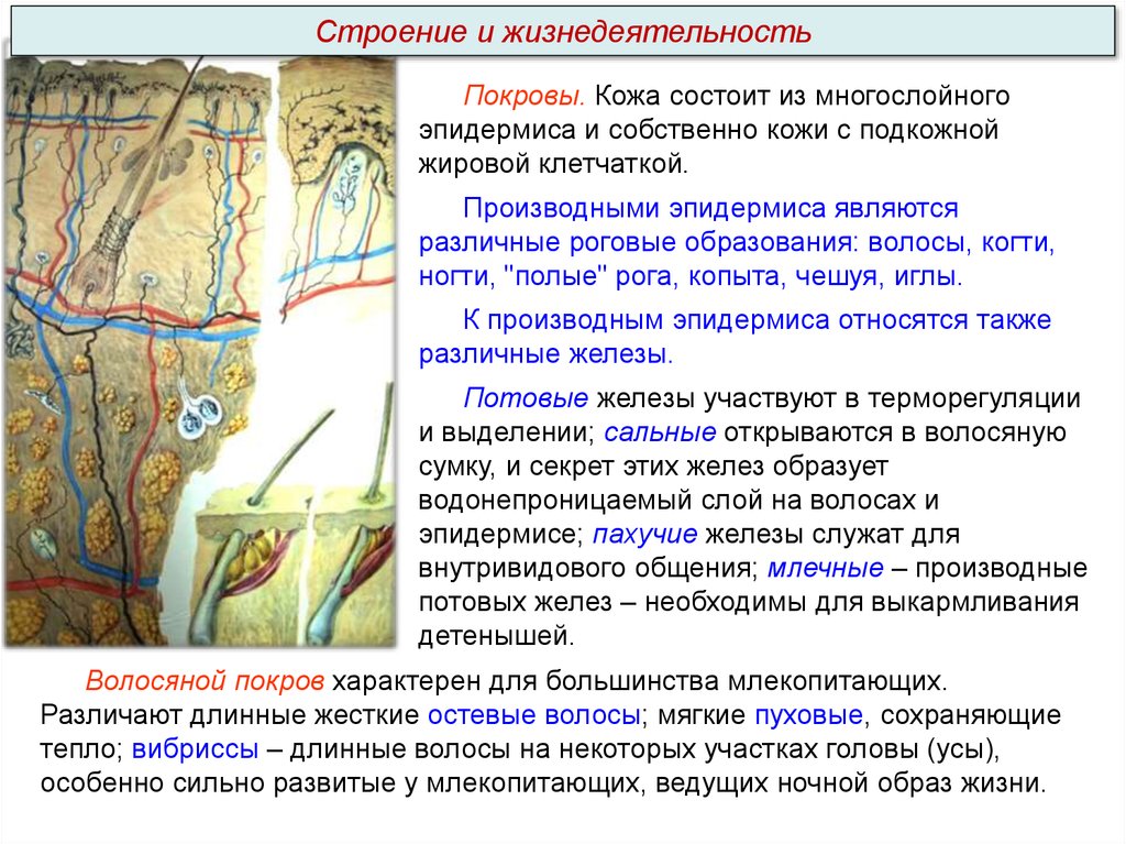 Чем кожа млекопитающих отличается от кожи птиц. Строение кожи млекопитающих. Строение кожи млекопитающего биология 7 класс. Полые остевые волосы.