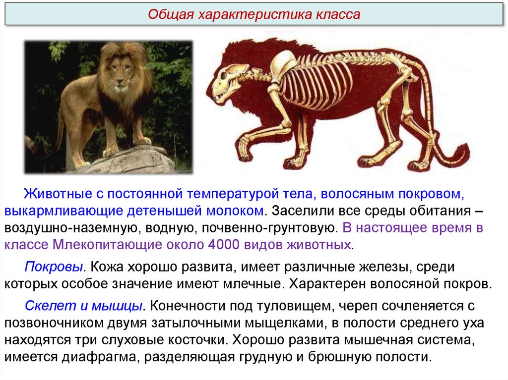 Самый многочисленный отряд млекопитающих отличительным. Сообщение о млекопитающих. Доклад про млекопитающих 3 класс. Доклад про млекопитающих 2 класс окружающий мир. Доклад млекопитающие 3 класс окружающий мир.