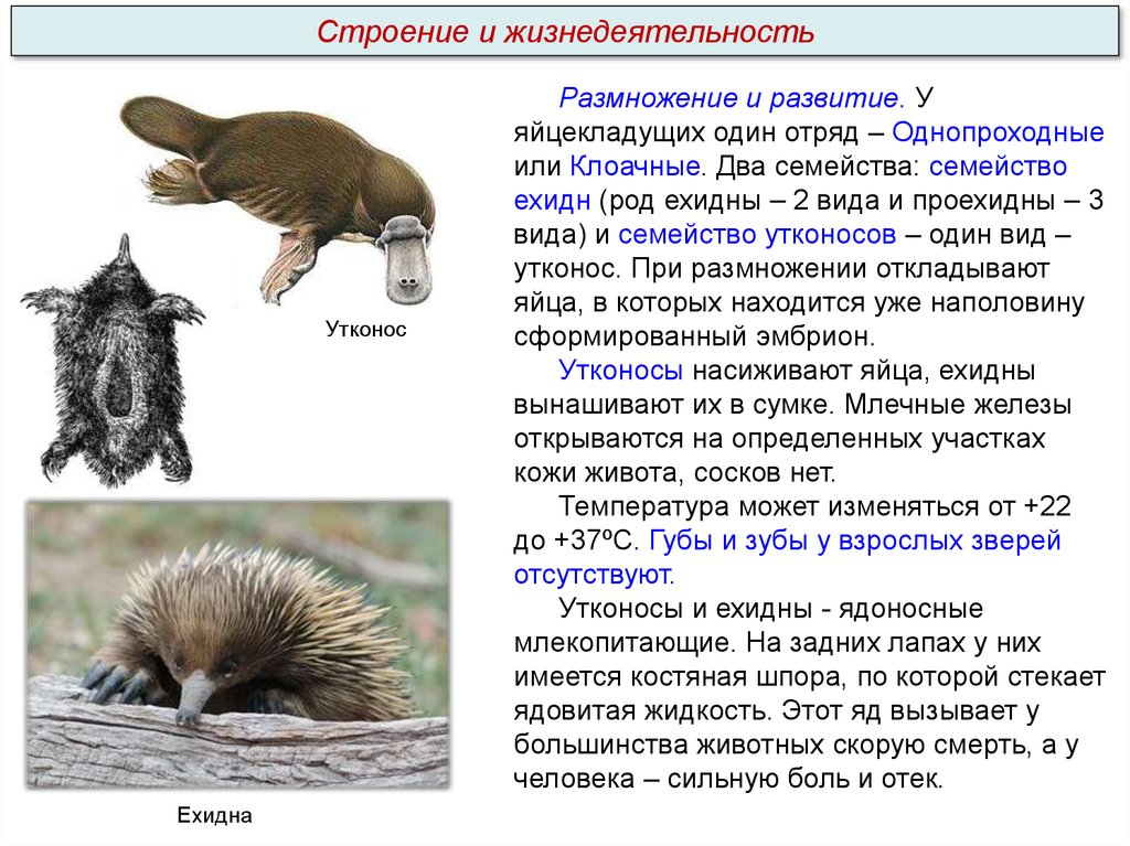 Размножение млекопитающих. Особенности яйцекладущих млекопитающих. Строение утконоса. Однопроходные млекопитающие особенности. Семейство млекопитающих из отряда однопроходных.