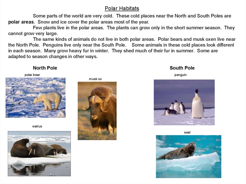 Polar Habitats - презентация онлайн