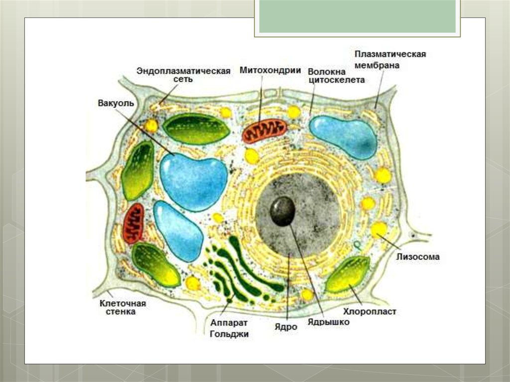 Растительная клетка подписанная. Строение клетки растения биология. Строение растительной клетки схема 5 класс. Строение растительной клетки рисунок. Схема растительной клетки с подписями.