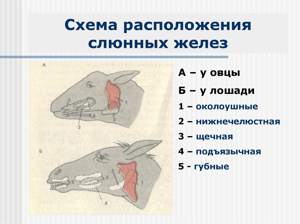 Гетеродонтная зубная система у млекопитающих. Слюнные железы коровы. Слюнные железы лошади. Расположение глаз у млекопитающих.