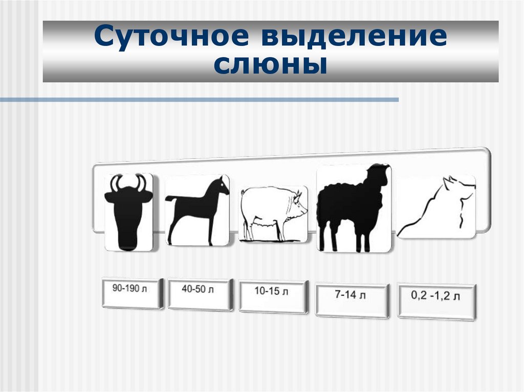 Количество слюны. Суточное количество выделяемой слюны.. Среднесуточная норма выделения слюны. Количество выделяемой слюны у животных.