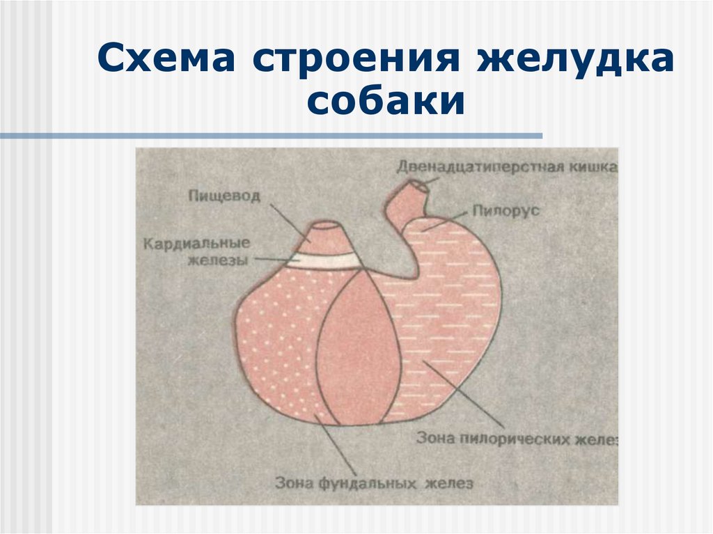 Схема жкт корнилова