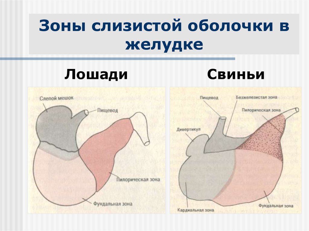 Мускульный отдел желудка образовался у птиц. Строение желудка животных. Строение желудка свиньи. Строение однокамерного желудка.