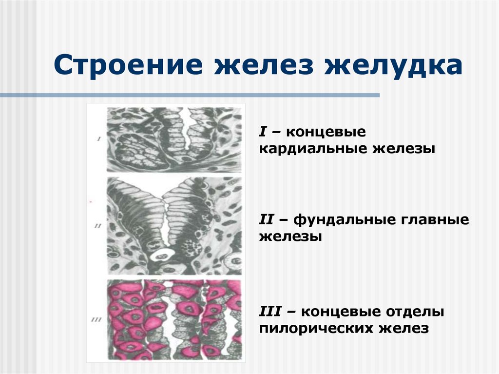 Желез желудка. Париетальные экзокриноциты желез желудка. Кардиальные железы желудка. Кардиальные железы строение. Железы желудка строение.