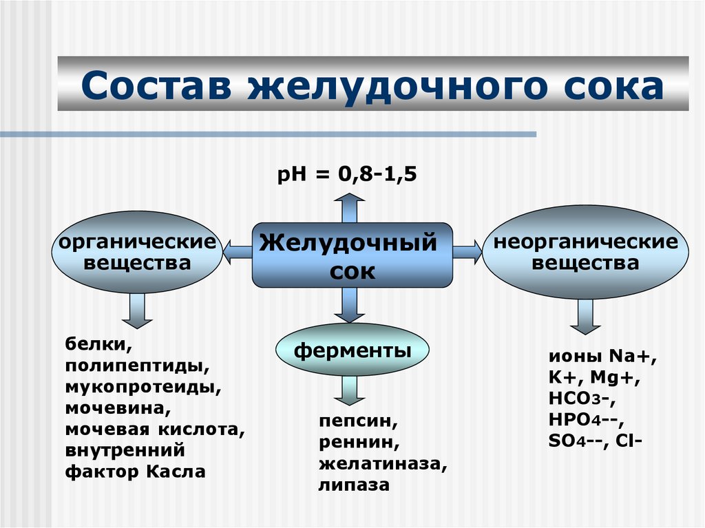 Наблюдение действия желудочного сока на белки