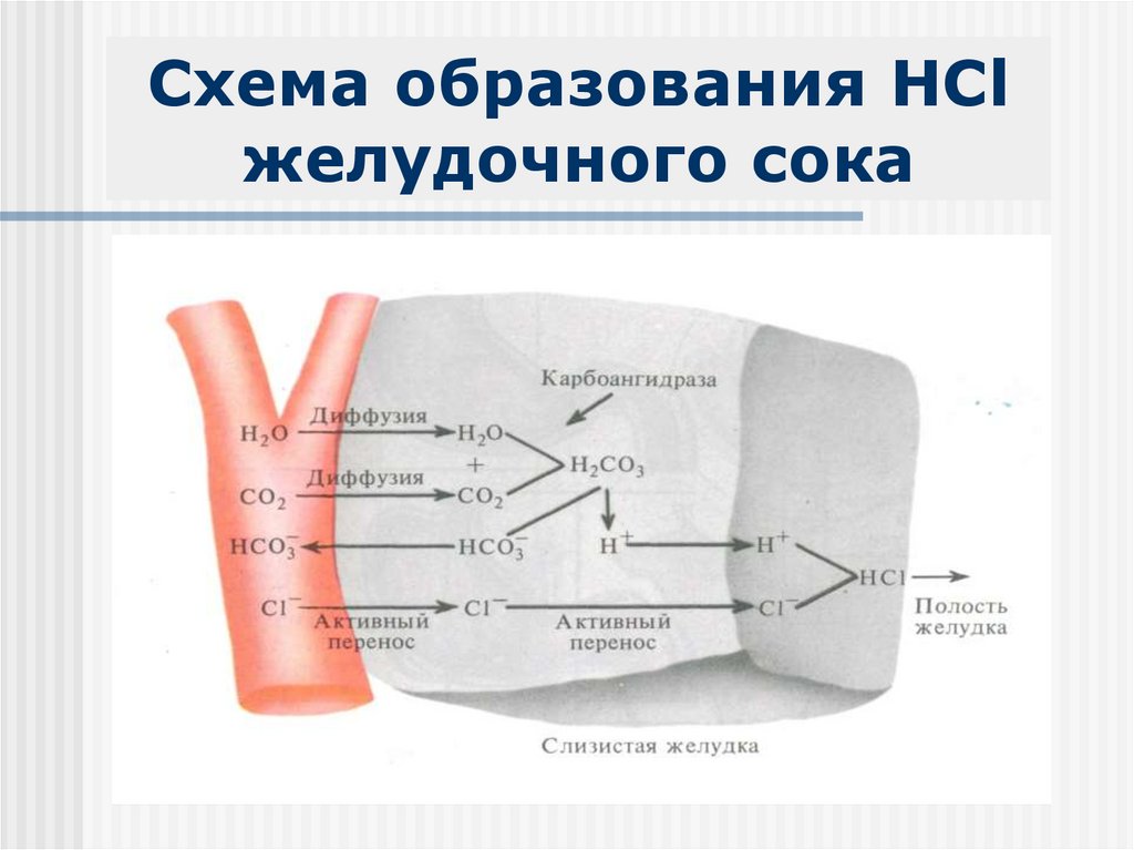 Образование соляной кислоты