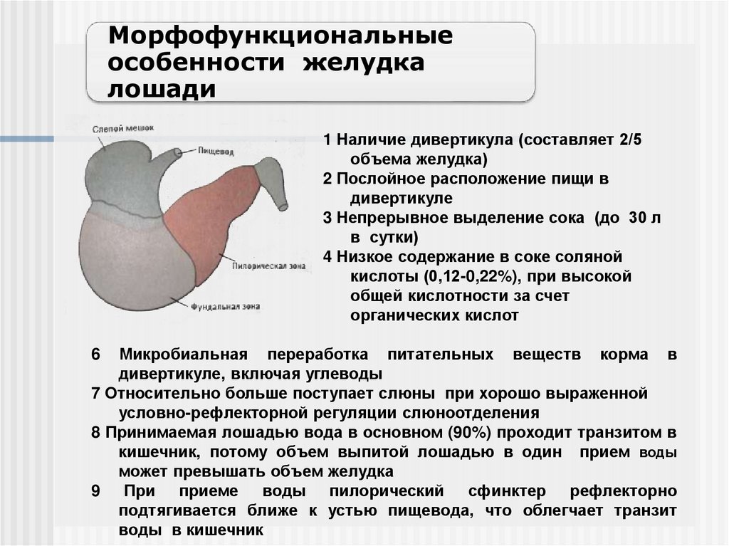 Как уменьшить размер желудка естественным