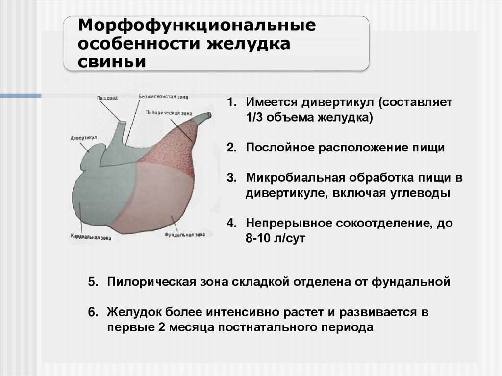 Уменьшение желудка