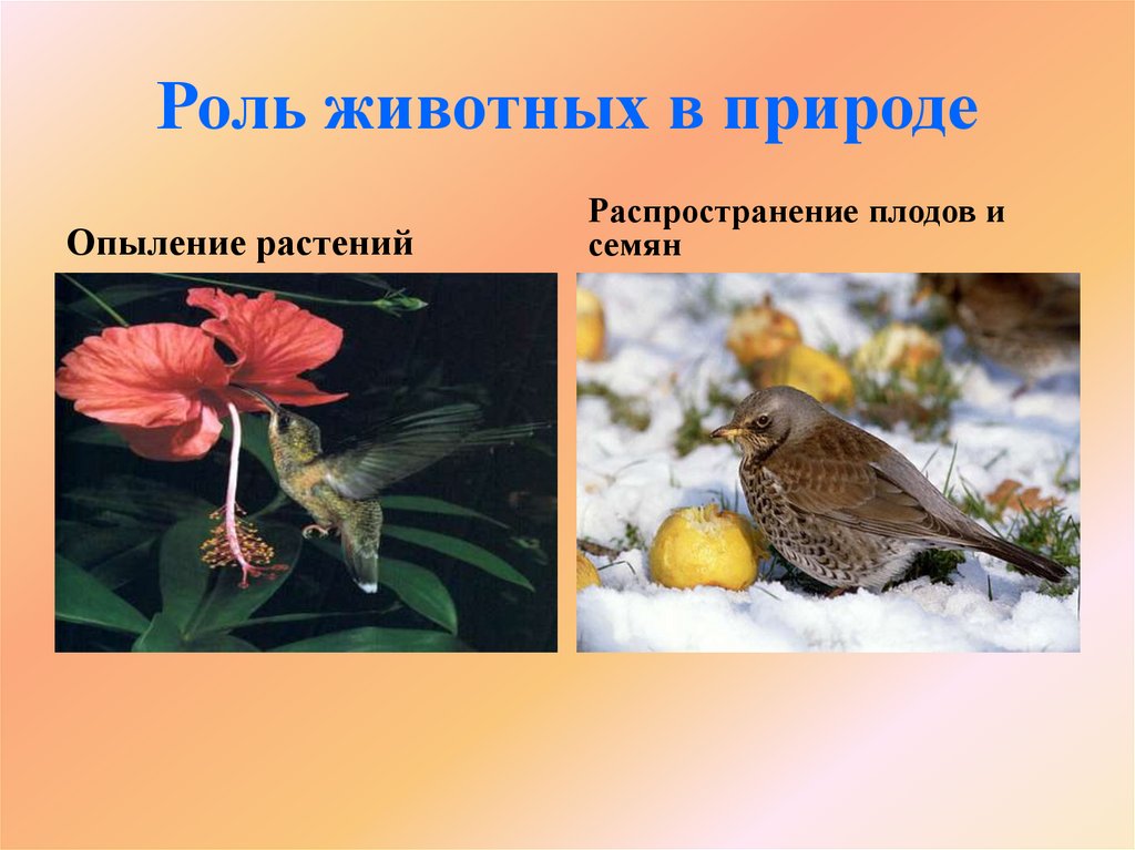 Как животные помогают растениям размножаться 3. Роль животных в природе. Роль животных в опылении растений. Животные опылители растений. Опыление растений животными.