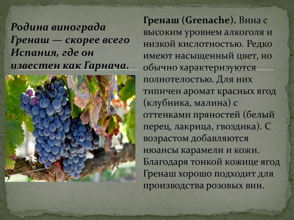Находка сорт винограда фото и описание