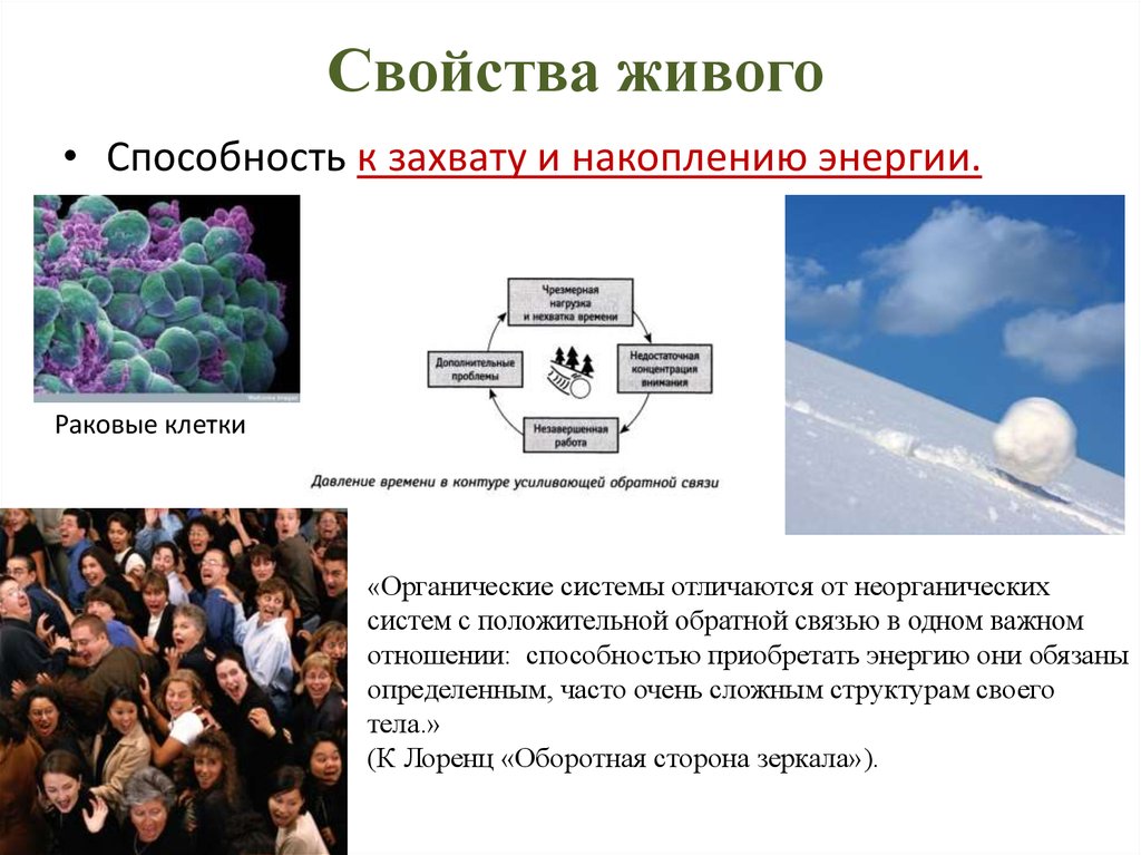 Формы и свойства живого